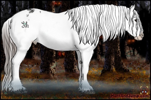 Horse Color:Black Appaloosa Rabicano 