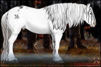 Horse Color:Black Appaloosa Rabicano 