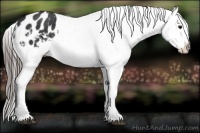 Horse Color:Black Appaloosa