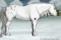 Horse Color:Black Appaloosa Rabicano 