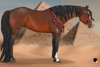 Horse Color:Bay Sabino 