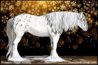 Horse Color:Black Appaloosa Rabicano 