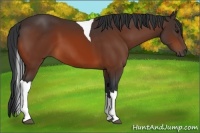 Horse Color:Bay Tobiano 