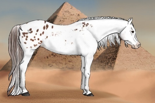 Horse Color:Brown Appaloosa  Brindle