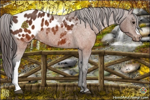 Horse Color:Brown Appaloosa  Brindle