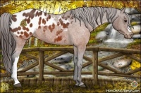 Horse Color:Brown Appaloosa  Brindle