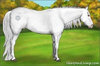 Horse Color:Brown Chinchilla Appaloosa  Brindle