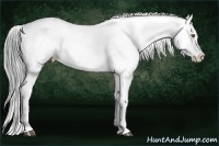 Horse Color:Brown Chinchilla Appaloosa Brindle