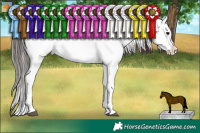 Horse Color:Black Appaloosa  and Black Appaloosa 