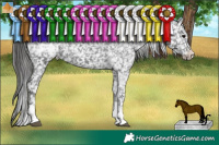 Horse Color:Black Appaloosa  and Black Appaloosa 