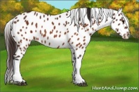 Horse Color:Brown Appaloosa Brindle