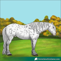 Horse Color:Brown Chinchilla Appaloosa  and Brown Chinchilla Appaloosa 