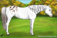 Horse Color:Brown Appaloosa and Brown Appaloosa