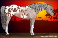 Horse Color:Brown Appaloosa  Brindle