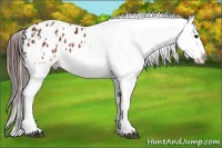 Horse Color:Brown Appaloosa  and Brown Appaloosa 