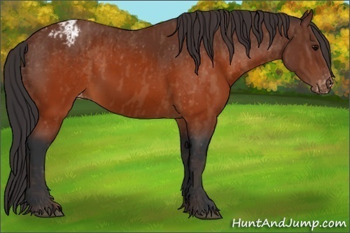 Horse Color:Brown Appaloosa  Brindle