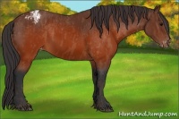 Horse Color:Brown Appaloosa  Brindle