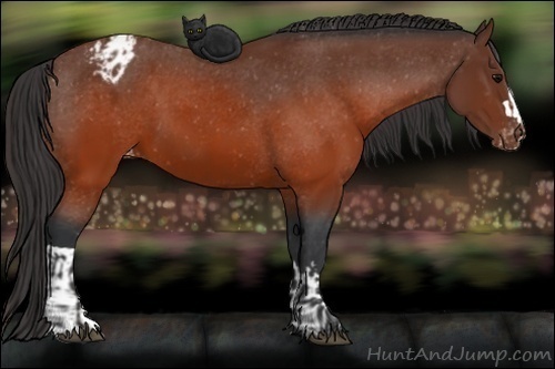 Horse Color:Brown Appaloosa  and Brown Appaloosa 