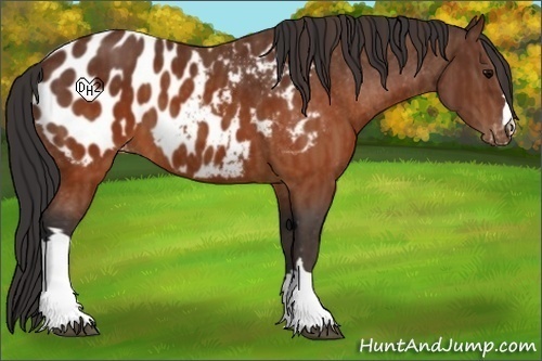 Horse Color:Brown Appaloosa  Brindle
