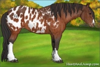Horse Color:Brown Appaloosa Brindle