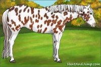 Horse Color:Brown Appaloosa Brindle