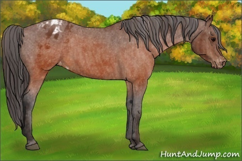 Horse Color:Brown Appaloosa  Brindle
