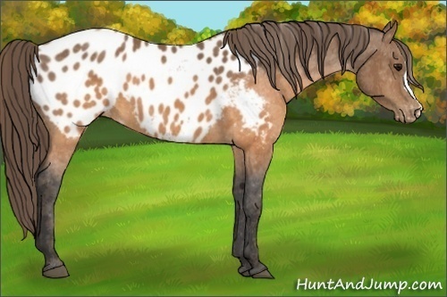 Horse Color:Buckskin Appaloosa  Brindle