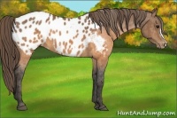 Horse Color:Buckskin Appaloosa Brindle