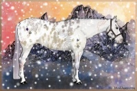 Horse Color:Watercolor Brown Dun Appaloosa Brindle