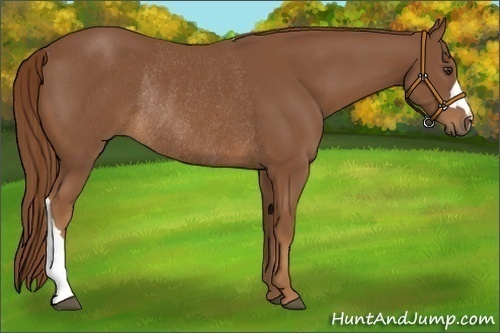 Horse Color:Chestnut Rabicano