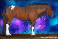 Horse Color:Brown Appaloosa  Brindle