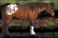 Horse Color:Brown Appaloosa Brindle