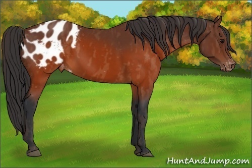 Horse Color:Brown Appaloosa  Brindle