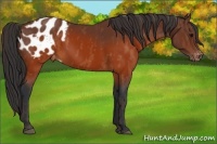 Horse Color:Brown Appaloosa  Brindle