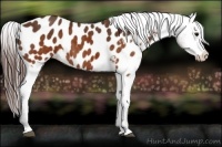Horse Color:Brown Near Leopard  Brindle