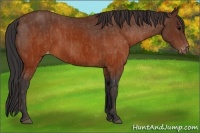 Horse Color:Brown Appaloosa Brindle