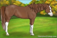 Horse Color:Chestnut Sabino Splash