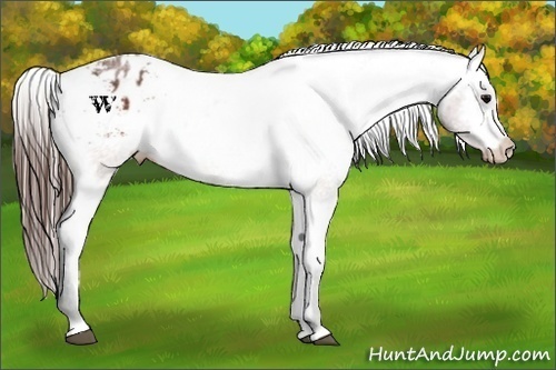 Horse Color:Brown Roan Sabino Varnish  and Brown Roan Sabino Varnish 