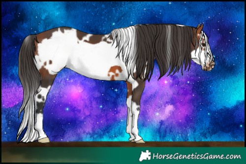 Horse Color:White Spotted Bay Frame