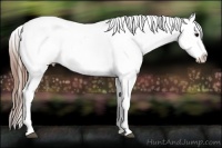 Horse Color:Grullo Appaloosa Rabicano