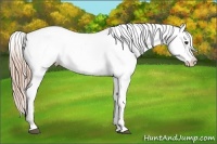 Horse Color:Liver Chestnut Appaloosa 