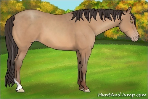 Horse Color:Amber Champagne Tobiano 