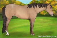 Horse Color:Amber Champagne Tobiano