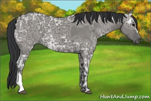 Horse Color:Grullo Ice 