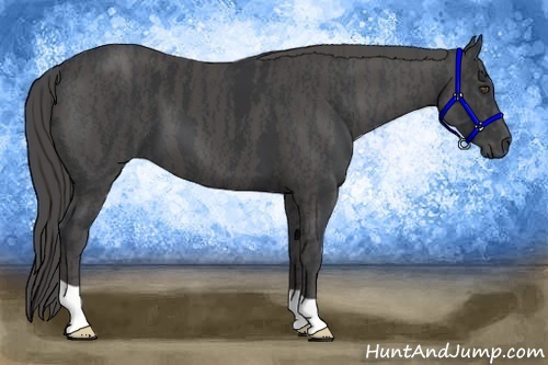 Horse Color:Black  Brindle