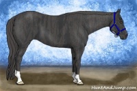 Horse Color:Black  Brindle