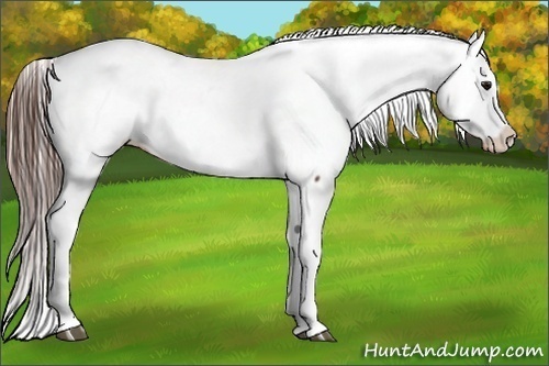 Horse Color:Bay Snowcap