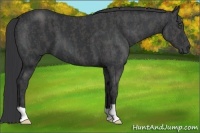 Horse Color:Black  Brindle