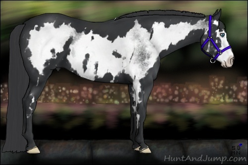 Horse Color:White Spotted Black Splash Frame