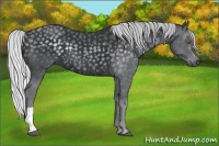Horse Color:Silver Black Chinchilla Rabicano